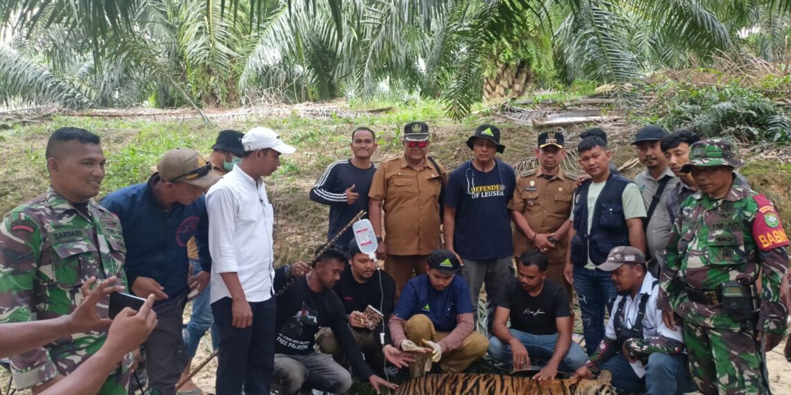 Harimau Masuk Perangkap di Evakuasi