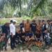 Harimau Masuk Perangkap di Evakuasi