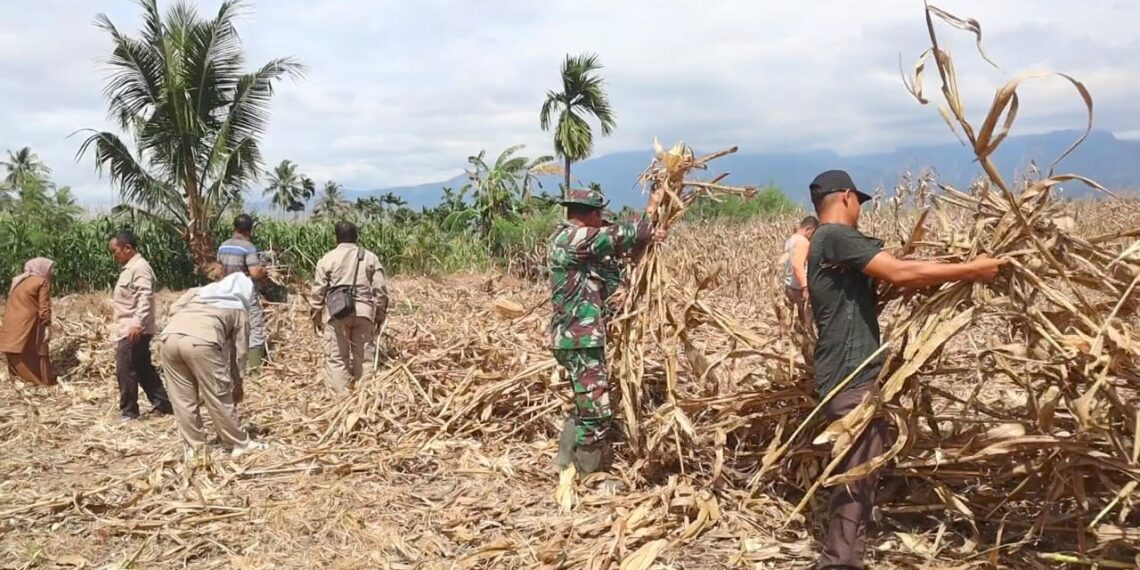 Anggota Satgas TMMD Reg ke 125 Kodim 0108/Agara Bersama Penyuluh dan Warga Bersihkan Lahan