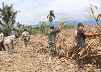 Anggota Satgas TMMD Reg ke 125 Kodim 0108/Agara Bersama Penyuluh dan Warga Bersihkan Lahan