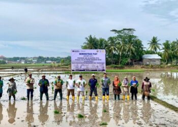PT PIM Dorong Produktivitas Padi Lewat Program Tani Sejahtera di Geulumpang Sulu Barat