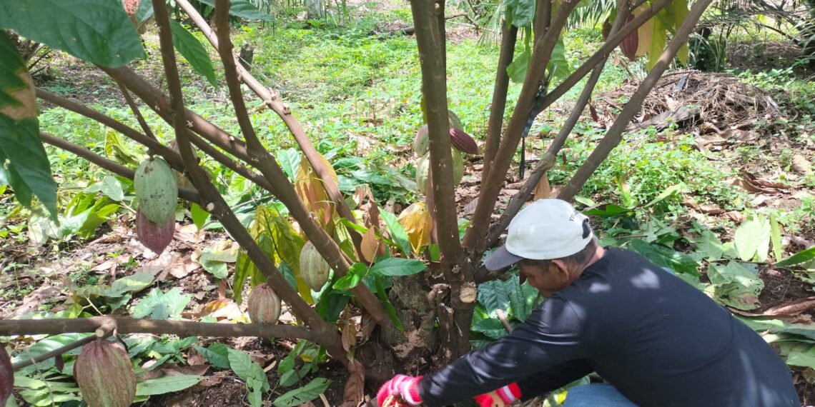 Petani Binaan BPP Aceh Utara Gerilya Selamatkan Kakao Sawang