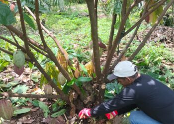 Petani Binaan BPP Aceh Utara Gerilya Selamatkan Kakao Sawang