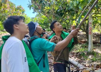 Rahasia Panen Kakao Melimpah: Kuncinya Ada di Pemangkasan!