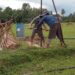 Ratusan Hektare Sawah di Meurah Mulia Terancam Kering, Bendung DI Krueng Pase Rusak Diterjang Banjir