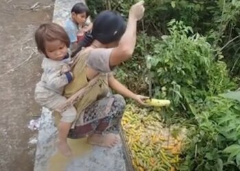 Potret Ibu Tangguh di Bulungan: Memungut Sisa Timun Buangan demi Sesuap Nasi untuk Anak