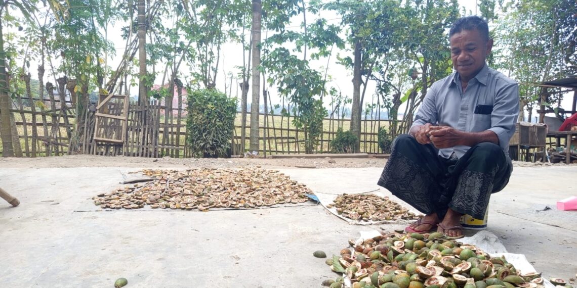 Harga Pinang Naik hingga Rp15 Ribu, Petani Aceh Utara Kembali Tersenyum di Tengah Pemulihan Pascabanjir