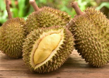 Harapan Petani Pupus, Harga Durian Desa Kekuyang Jatuh di Tengah Luka Pascabencana