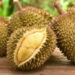Harapan Petani Pupus, Harga Durian Desa Kekuyang Jatuh di Tengah Luka Pascabencana
