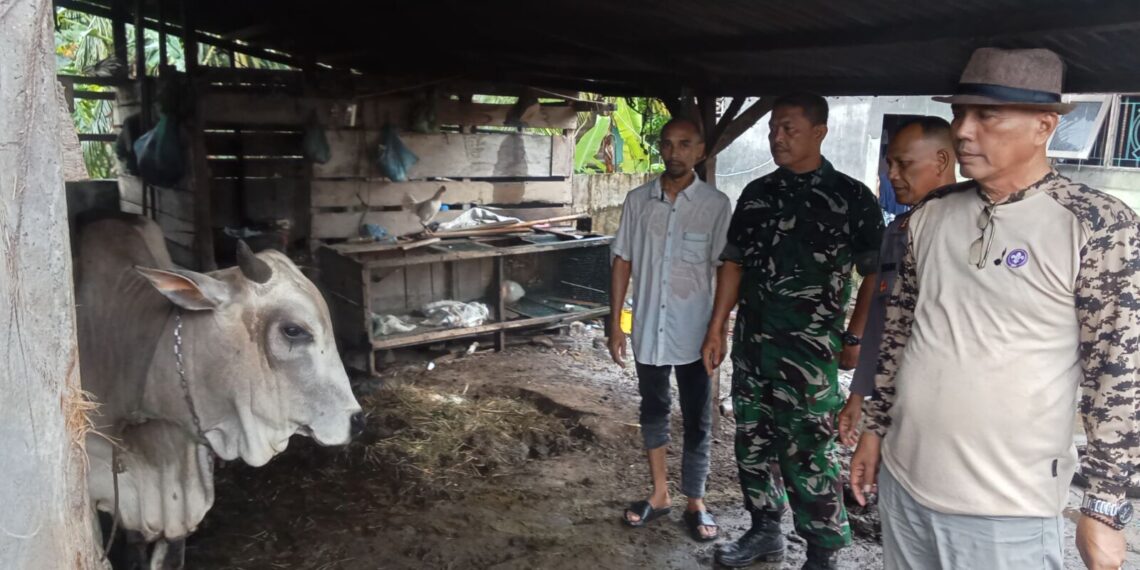 Pastikan Kualitas Sapi Meugang Bantuan Presiden, Camat Samudera Turun Langsung ke Gampong