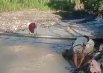 Viral di Media Sosial, Aksi Seorang Ibu Melintasi Pohon Pinang di Buge Ara Jadi Sorotan Publik