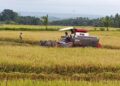 Panen Raya di Nisam Aceh Utara, Petani Mulai Tinggalkan Sabit Beralih ke Mesin