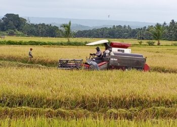 Panen Raya di Nisam Aceh Utara, Petani Mulai Tinggalkan Sabit Beralih ke Mesin