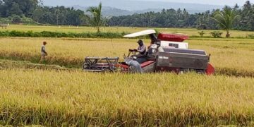 Panen Raya di Nisam Aceh Utara, Petani Mulai Tinggalkan Sabit Beralih ke Mesin