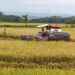 Panen Raya di Nisam Aceh Utara, Petani Mulai Tinggalkan Sabit Beralih ke Mesin