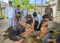 Hari Raya Idul Adha, Kapolres Lhokseumawe Sembelih Langsung Hewan Kurban di Mapolres