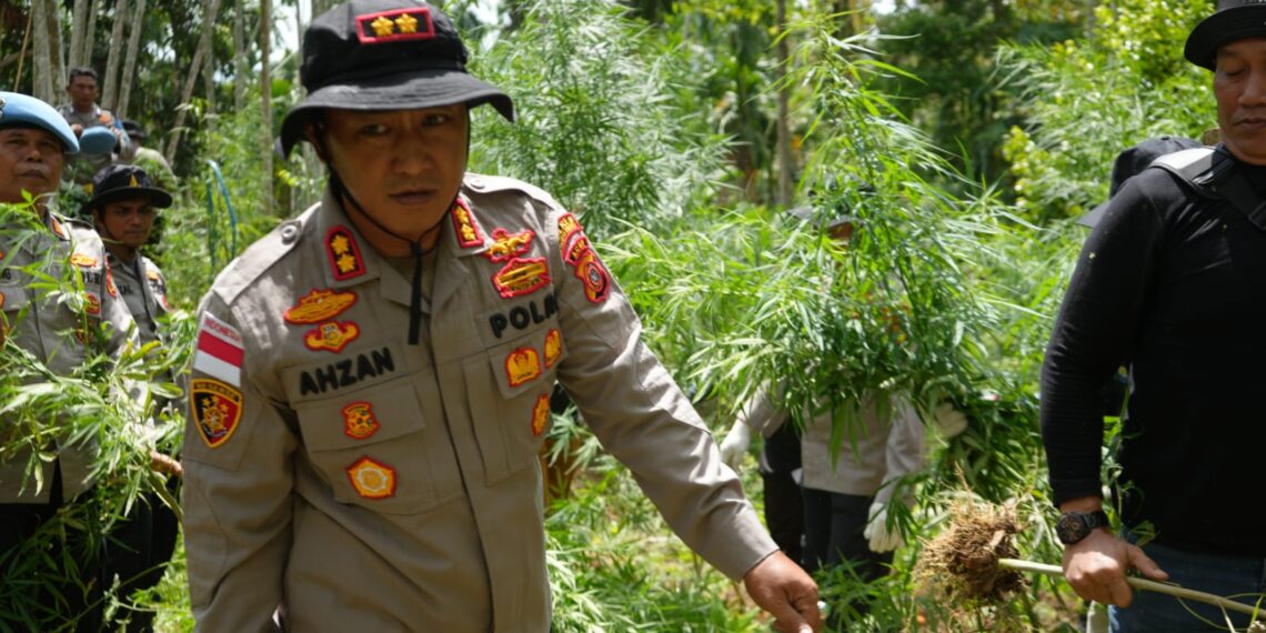Polres Lhokseumawe Musnahkan Ladang Ganja 2 Hektare di Sawang, Dua Pelaku Diamankan