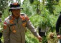 Polres Lhokseumawe Musnahkan Ladang Ganja 2 Hektare di Sawang, Dua Pelaku Diamankan