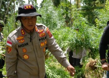 Polres Lhokseumawe Musnahkan Ladang Ganja 2 Hektare di Sawang, Dua Pelaku Diamankan