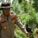 Polres Lhokseumawe Musnahkan Ladang Ganja 2 Hektare di Sawang, Dua Pelaku Diamankan