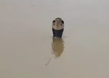 Banjir Mencekam di Guangxi: Ratusan Ular Berbisa Lepas dari Peternakan, Warga Resah!
