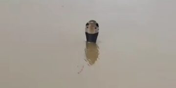 Banjir Mencekam di Guangxi: Ratusan Ular Berbisa Lepas dari Peternakan, Warga Resah!