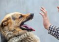 3 Anjing yang Hendak Dijual di Solo Positif Rabies, DPR Desak Pemerintah Bertindak