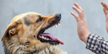 3 Anjing yang Hendak Dijual di Solo Positif Rabies, DPR Desak Pemerintah Bertindak