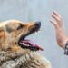 3 Anjing yang Hendak Dijual di Solo Positif Rabies, DPR Desak Pemerintah Bertindak