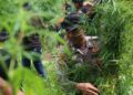 Polres Lhokseumawe Bongkar Ladang Ganja 4 Hektare, Belasan Ribu Batang Dimusnahkan