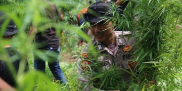Polres Lhokseumawe Bongkar Ladang Ganja 4 Hektare, Belasan Ribu Batang Dimusnahkan