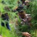 Polres Lhokseumawe Bongkar Ladang Ganja 4 Hektare, Belasan Ribu Batang Dimusnahkan