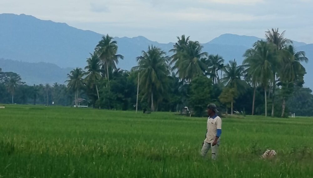 Bangkit dari Banjir 2025, Sawah 85 Hektare di Ceubrek Aceh Utara Masuki Masa Panen Raya