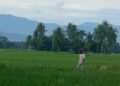 Bangkit dari Banjir 2025, Sawah 85 Hektare di Ceubrek Aceh Utara Masuki Masa Panen Raya