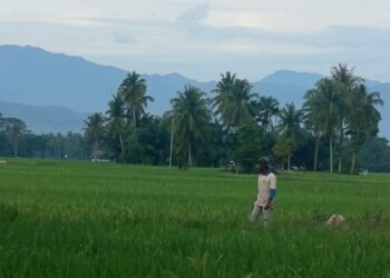 Bangkit dari Banjir 2025, Sawah 85 Hektare di Ceubrek Aceh Utara Masuki Masa Panen Raya