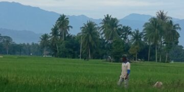 Bangkit dari Banjir 2025, Sawah 85 Hektare di Ceubrek Aceh Utara Masuki Masa Panen Raya