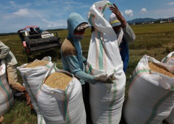 Panen Raya di Meurah Mulia Dibayangi Harga Gabah Turun, Petani Minta Bupati Ayah Wa Bertindak